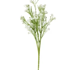ohne Marke Acker-Witwenblume "Evergreen"