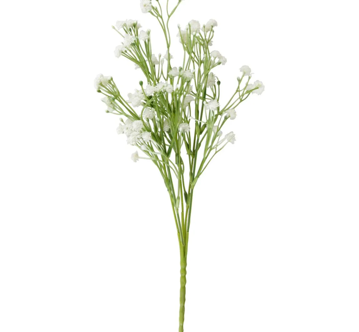 ohne Marke Acker-Witwenblume "Evergreen"