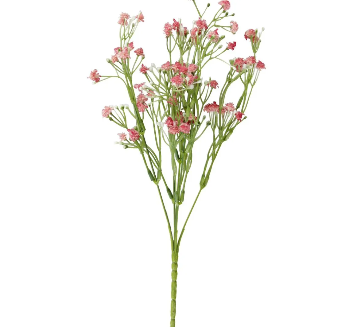 ohne Marke Acker-Witwenblume "Evergreen"
