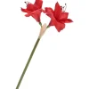 Best DPI Amaryllis, L 37 cm