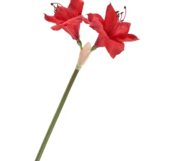 Best DPI Amaryllis, L 37 cm