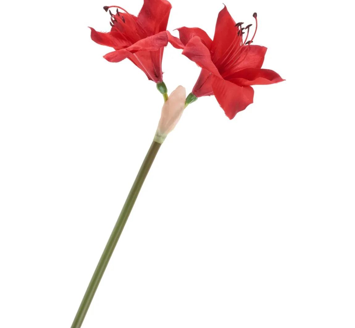 Best DPI Amaryllis, L 37 cm
