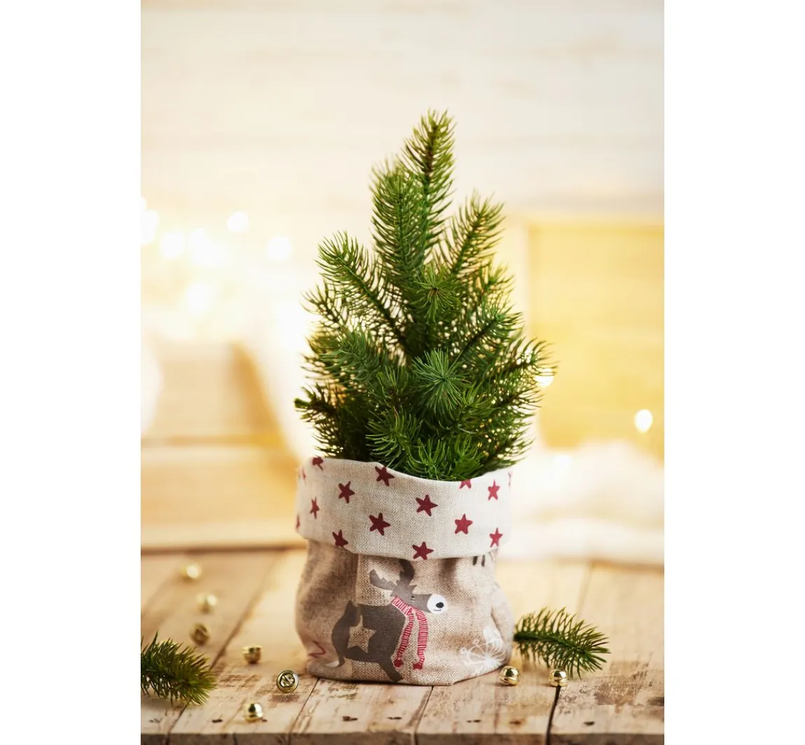New DPI Edeltannenbaum "Rory" im Topf