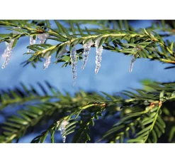 CREARTEC Eiszapfen-Medium, transparent