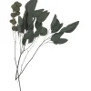 Online ohne Marke Eukalyptus