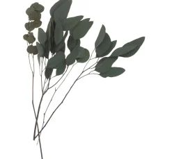 Online ohne Marke Eukalyptus