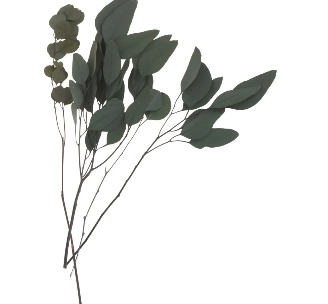 Online ohne Marke Eukalyptus
