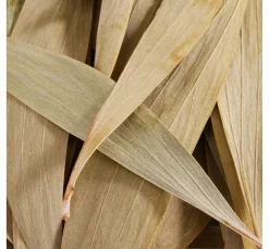 Clearance Othmar Decorations Eukalyptus Blätter, 100 g