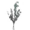 Hot VBS Eukalyptus Cinerea