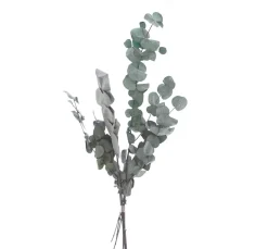 Hot VBS Eukalyptus Cinerea