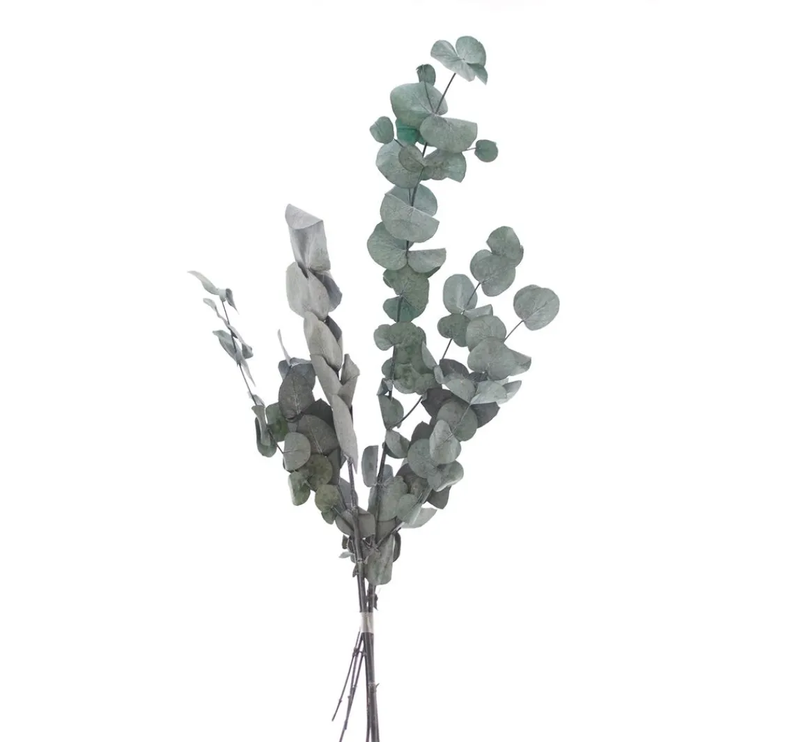 Hot VBS Eukalyptus Cinerea
