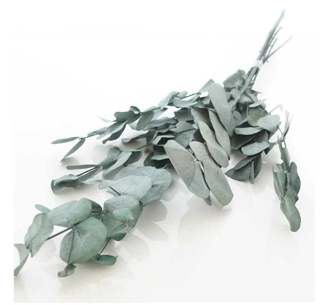 Hot VBS Eukalyptus Cinerea