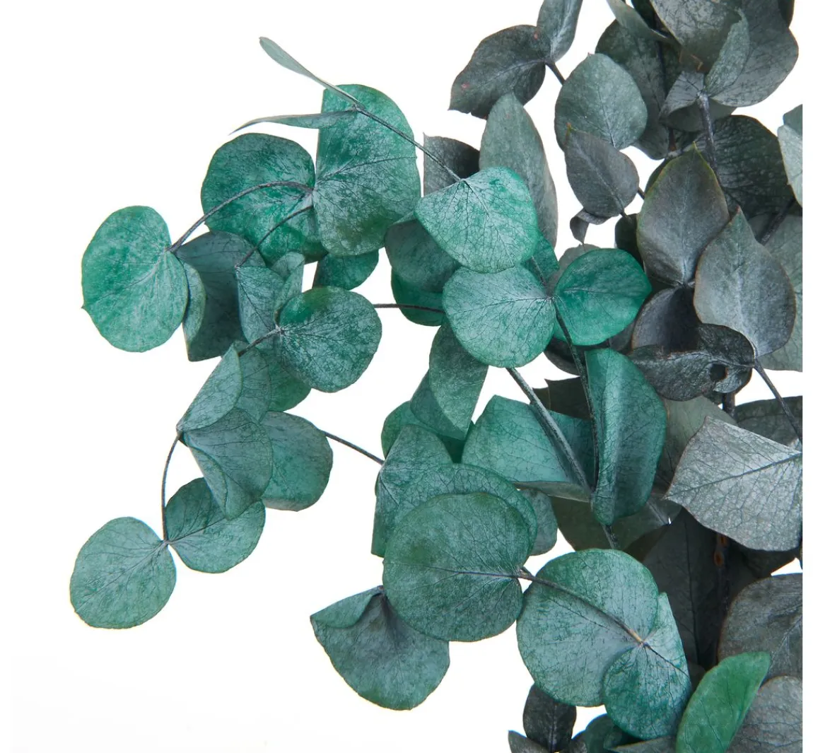 Hot VBS Eukalyptus Cinerea