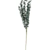 Outlet ohne Marke Eukalyptus Zweig "Evergreen"