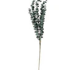Outlet ohne Marke Eukalyptus Zweig "Evergreen"