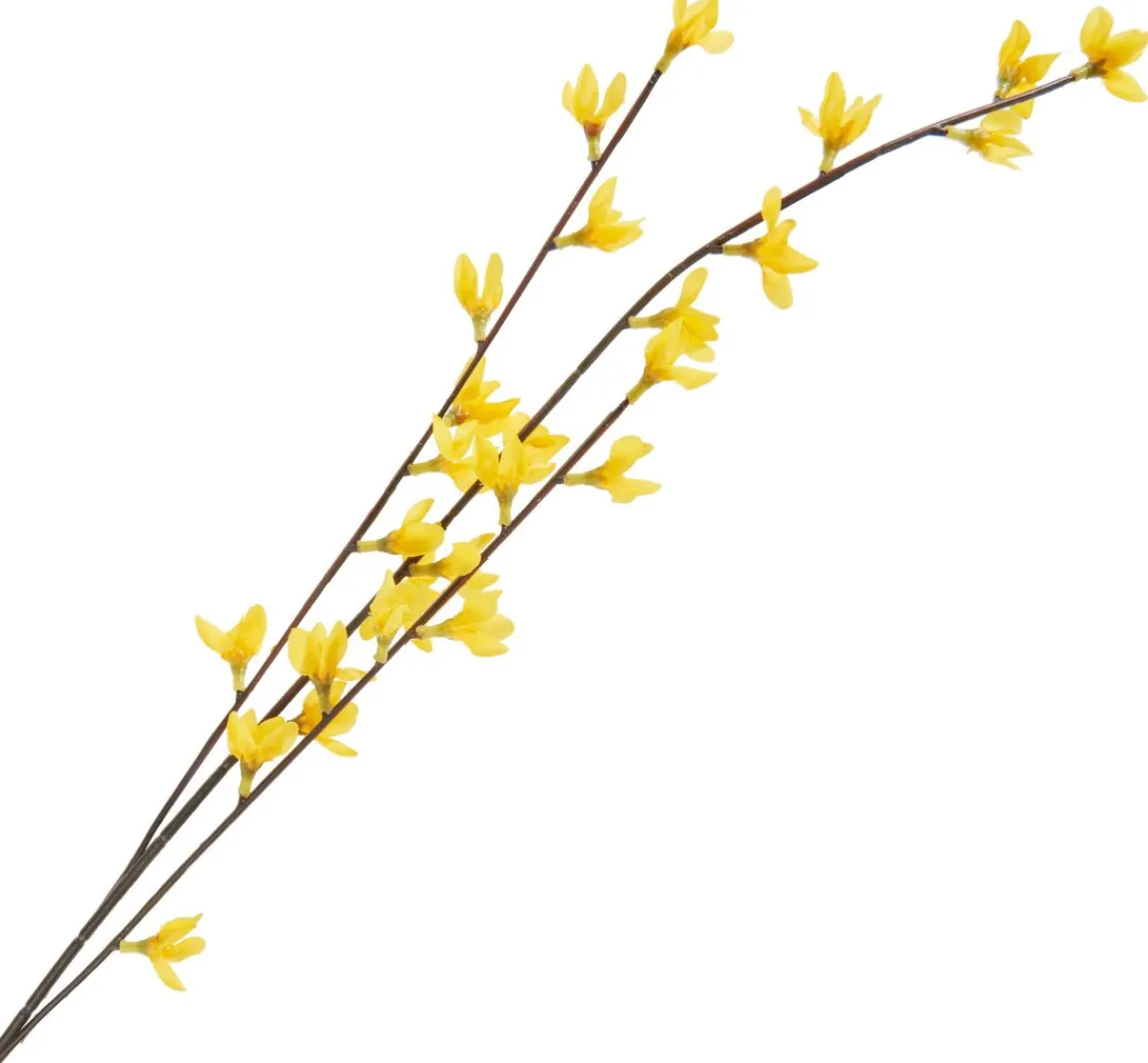 Clearance DPI Forsythien Zweig