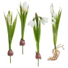 Discount DPI Frühjahrsblumen Mix mit Zwiebel