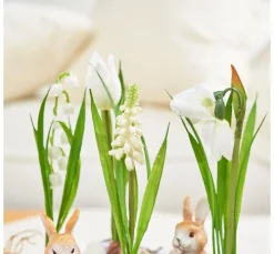 Discount DPI Frühjahrsblumen Mix mit Zwiebel