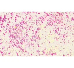 Online KNORR prandell Glitter Flaky Glue