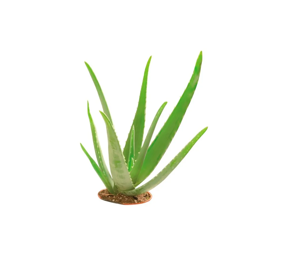 Clearance GLOREX Glycerin Öko-Gießseife "Aloe Vera", transparent