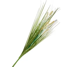 Discount DPI Gras mit Fruchtstand