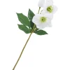 Best DPI Helleborus