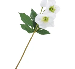 Best DPI Helleborus