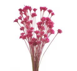 Discount ohne Marke Hillflower