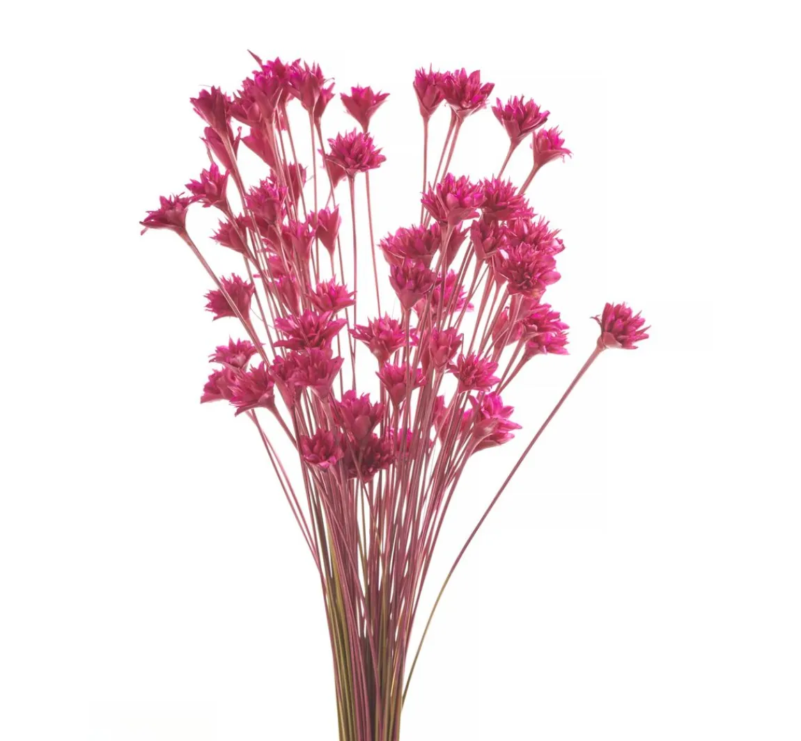 Discount ohne Marke Hillflower