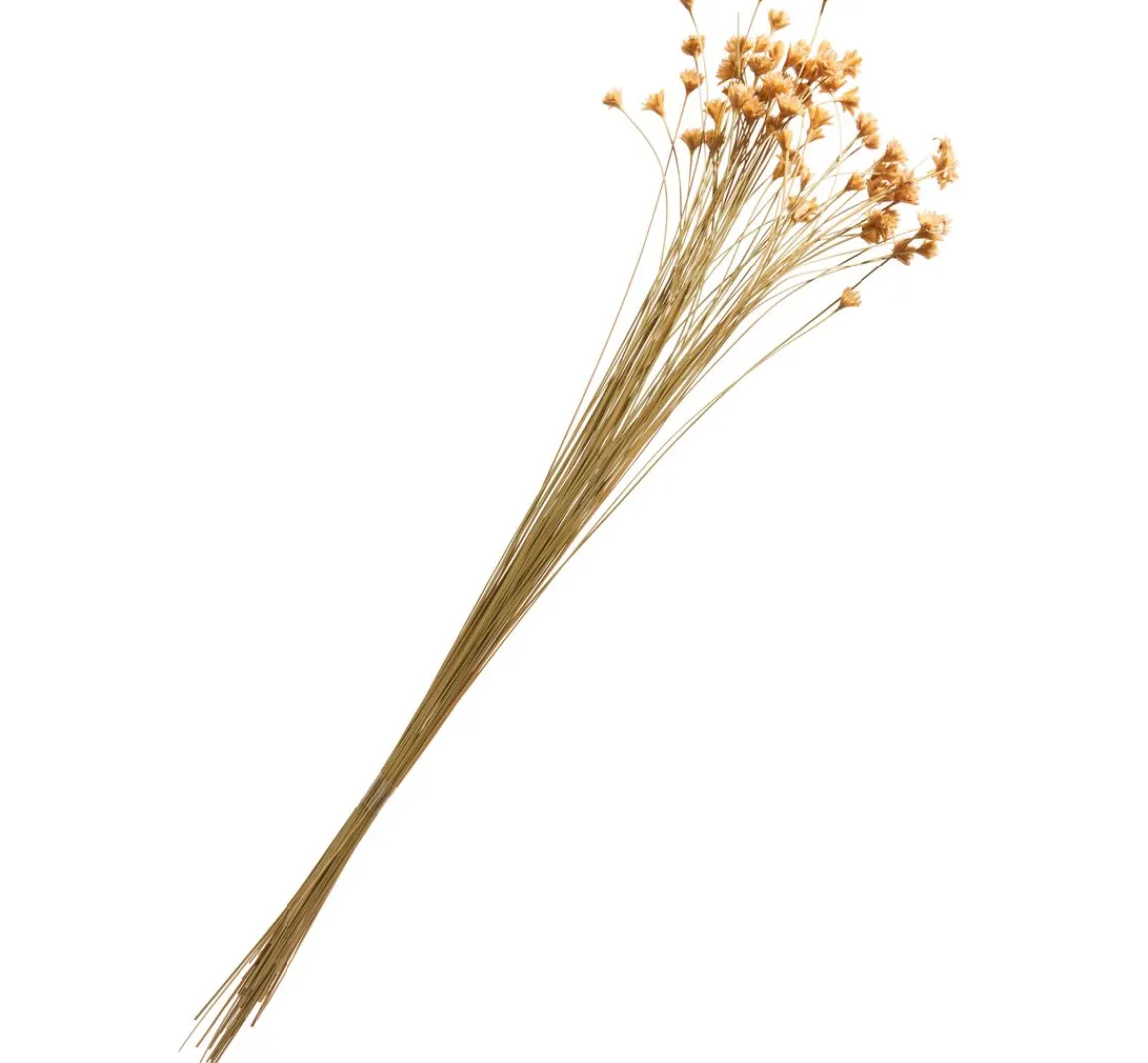 Discount ohne Marke Hillflower