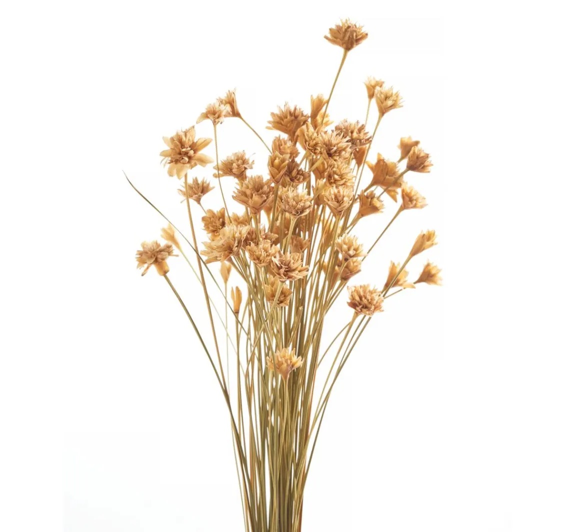 Discount ohne Marke Hillflower