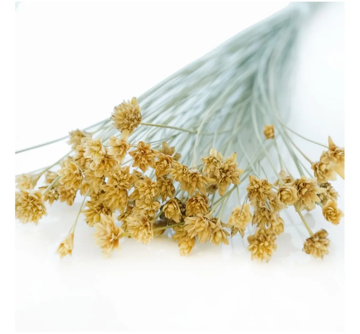 Discount ohne Marke Hillflower