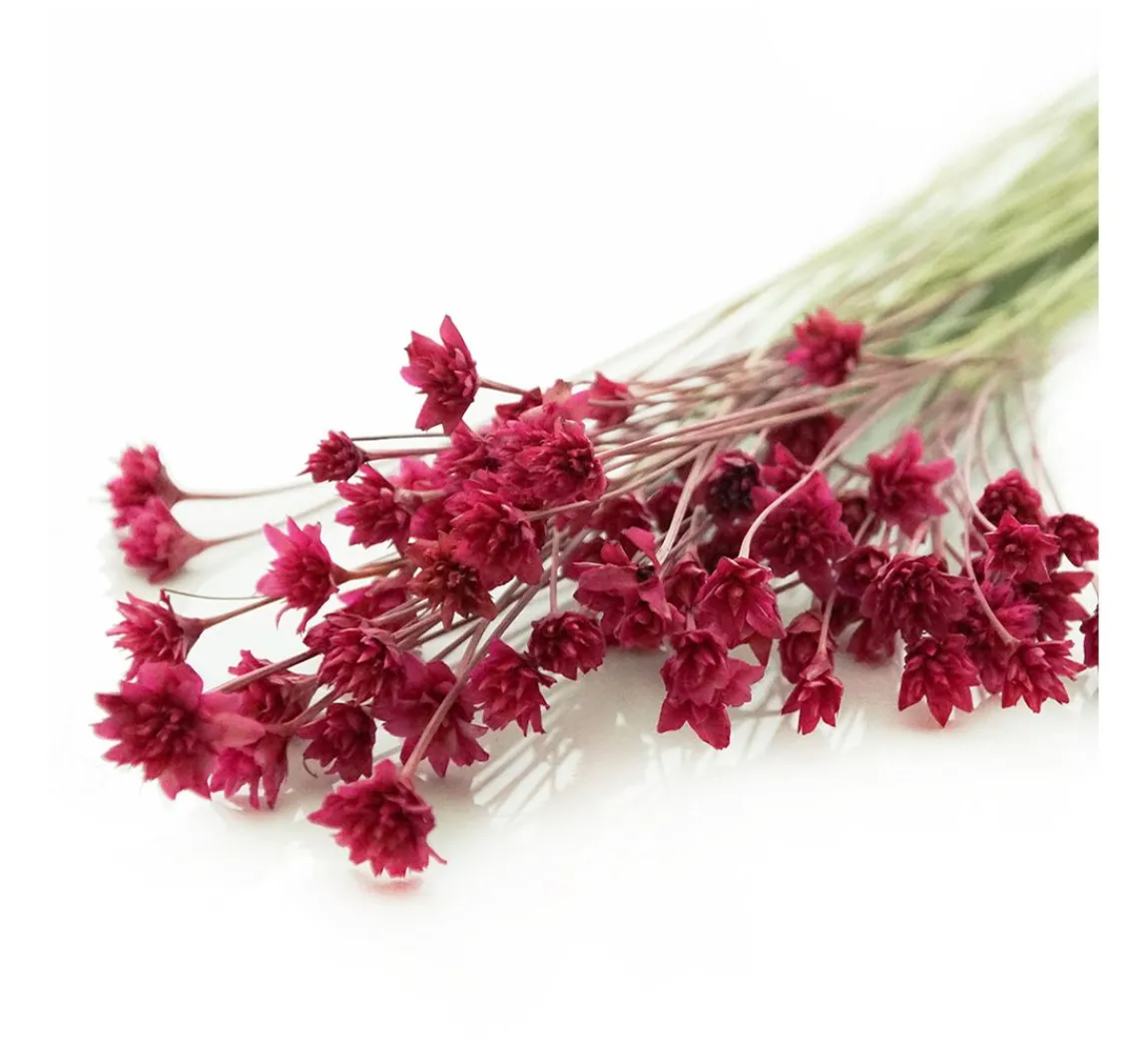 Discount ohne Marke Hillflower