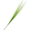 Hot DPI Isolepsis Gras