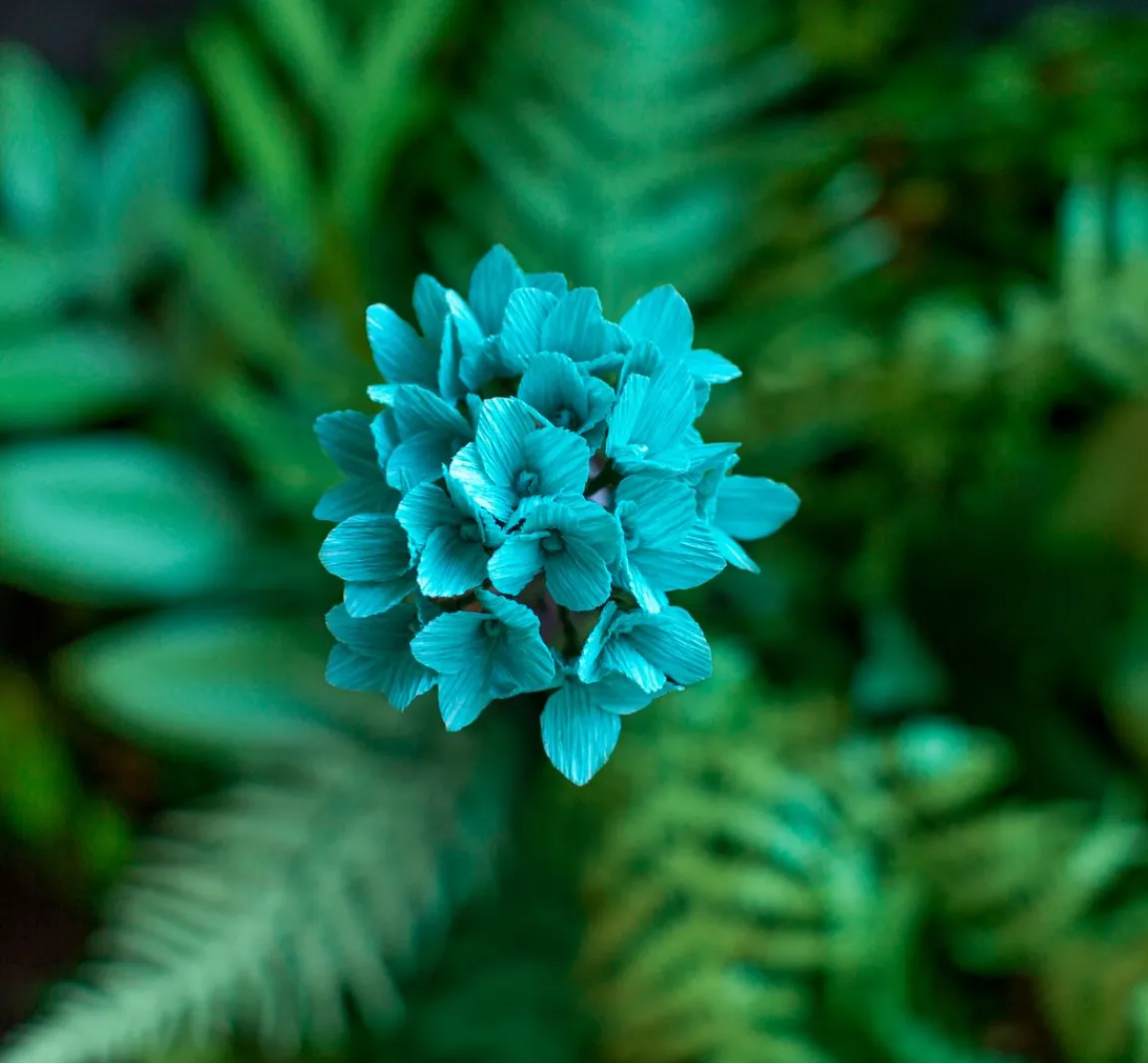 Clearance Werola Lia Griffith, Floristenkrepp "Botanical Garden"
