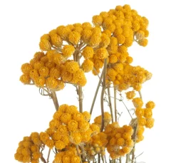 Clearance ohne Marke Lona natur gelb