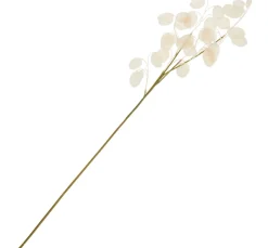 Discount DPI Lunaria Zweig