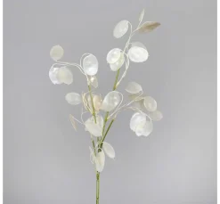 Discount DPI Lunaria Zweig