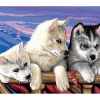 Clearance Mammut Malen nach Zahlen "Huskies"