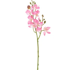 Hot DPI Mini Orchidee Phalaenopsis