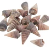 Outlet Eurosand Muschel "Telescopium"