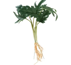 DPI Philodendron-Busch