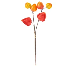 New DPI Physalis Zweig, 6 Lampionblüten