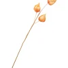 Outlet ohne Marke Physalis-Zweig