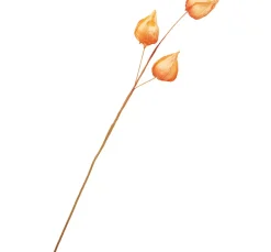 Outlet ohne Marke Physalis-Zweig