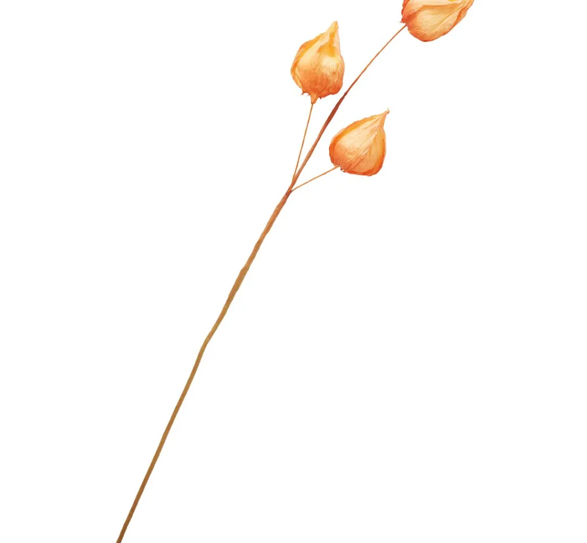 Outlet ohne Marke Physalis-Zweig