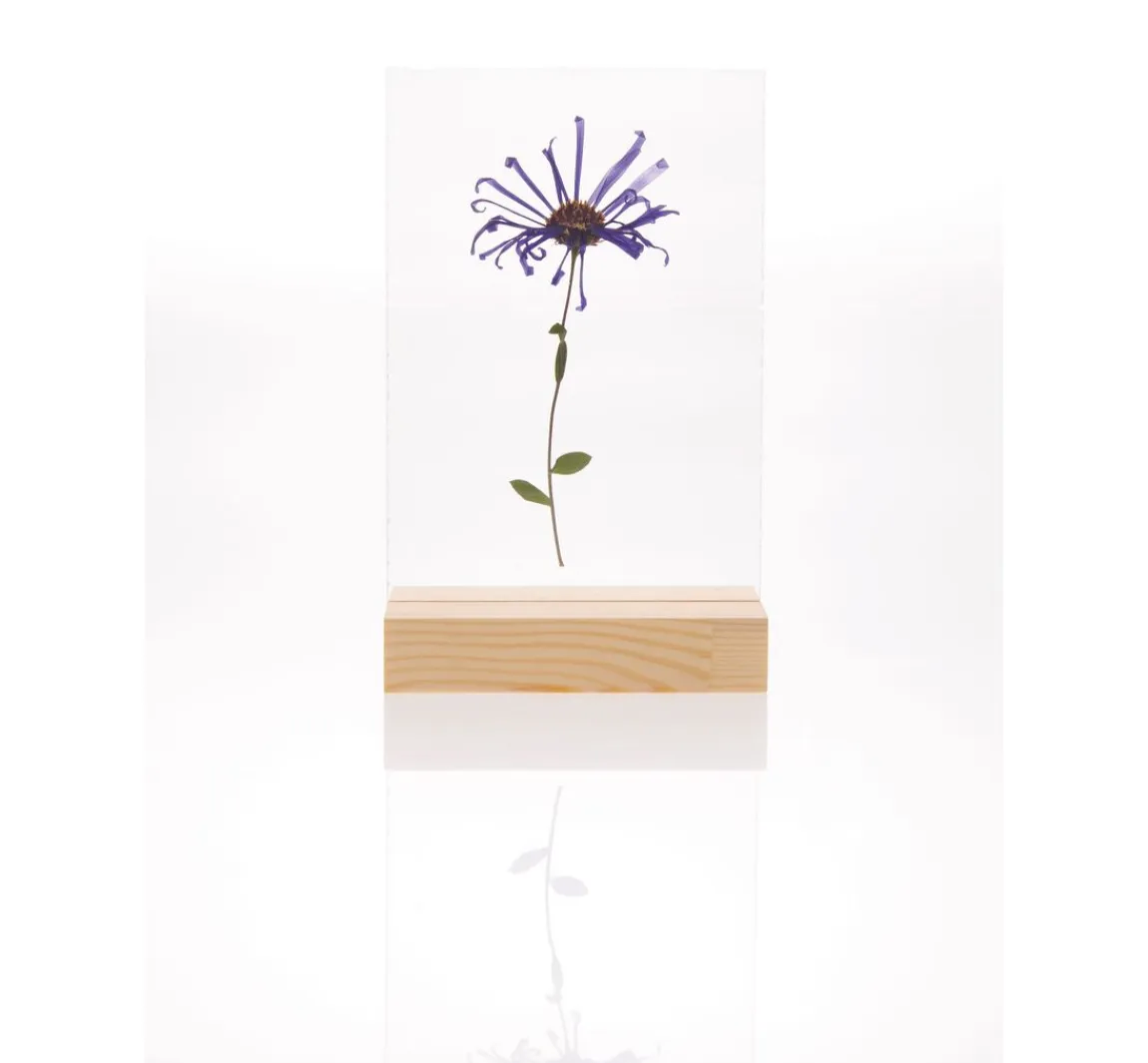 Outlet Rico Design Holzaufsteller mit doppelter Acrylscheibe, 13 x 18 cm