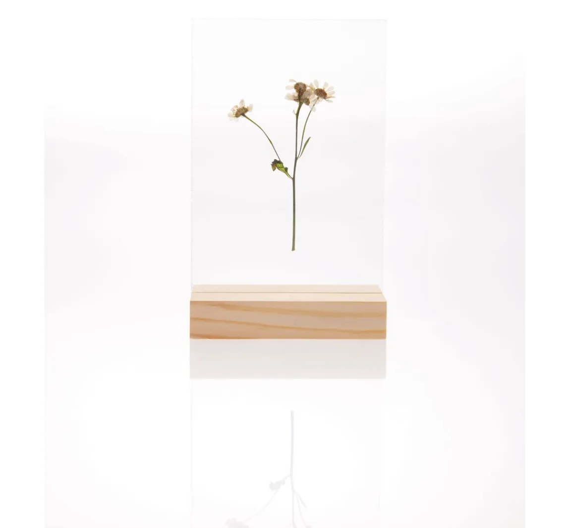 Outlet Rico Design Holzaufsteller mit doppelter Acrylscheibe, 13 x 18 cm