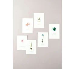 Online Rico Design Mix Set gepresste Blüten