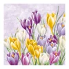 Clearance IHR Serviette "Blühender Krokus"